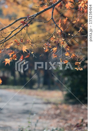 鮮やかに色付いた美しい紅葉 鮮やかに色付いた美しい紅葉 135236464
