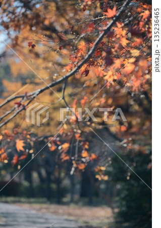 鮮やかに色付いた美しい紅葉 鮮やかに色付いた美しい紅葉 135236465