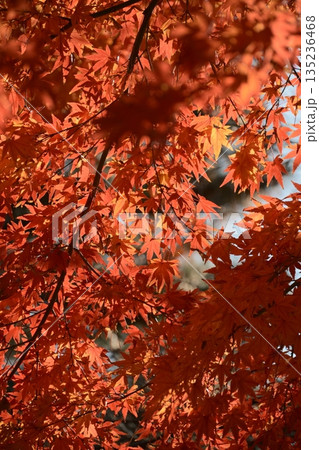 鮮やかに色付いた美しい紅葉 鮮やかに色付いた美しい紅葉 135236468