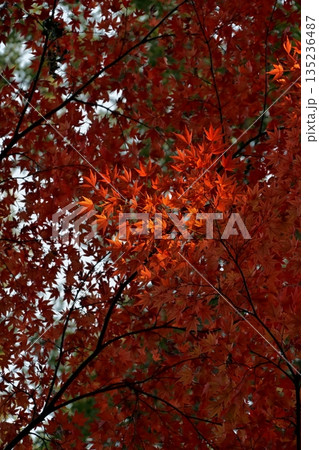鮮やかに色付いた美しい紅葉 鮮やかに色付いた美しい紅葉 135236487