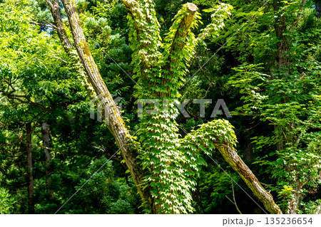 自然~natural~ 自然~natural~ 135236654