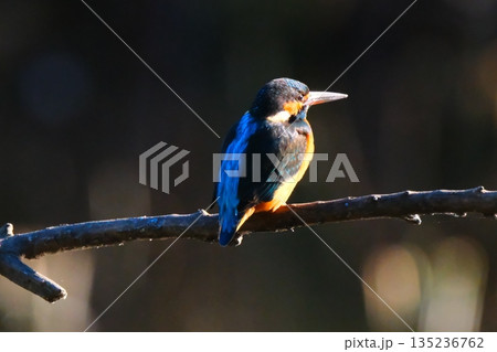 横浜の公園にいた野鳥達 135236762