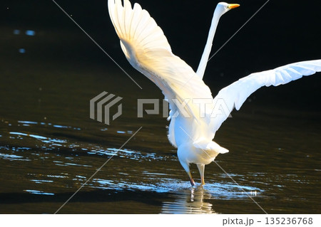 横浜の公園にいた野鳥達 135236768