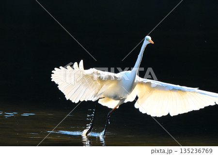 横浜の公園にいた野鳥達 135236769