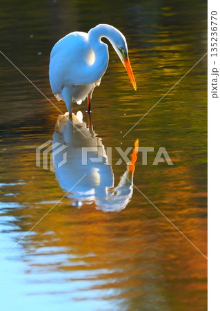 横浜の公園にいた野鳥達 135236770