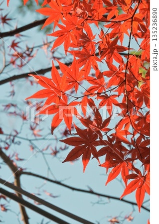 鮮やかに色付いた紅葉 鮮やかに色付いた紅葉 135236890