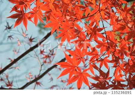 鮮やかに色付いた紅葉 鮮やかに色付いた紅葉 135236891