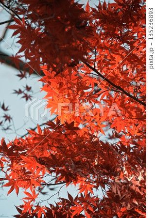 鮮やかに色付いた紅葉 鮮やかに色付いた紅葉 135236893