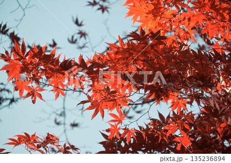 鮮やかに色付いた紅葉 鮮やかに色付いた紅葉 135236894