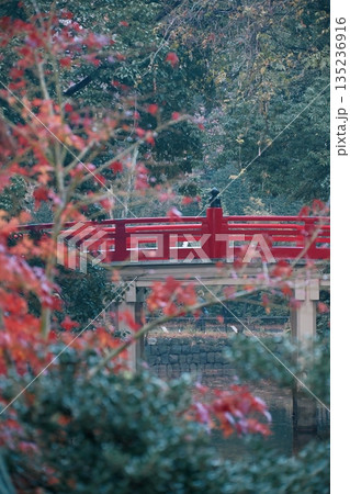 鮮やかに色付いた紅葉 鮮やかに色付いた紅葉 135236916