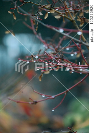 鮮やかに色付いた紅葉 135236920