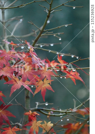 鮮やかに色付いた紅葉 鮮やかに色付いた紅葉 135236928