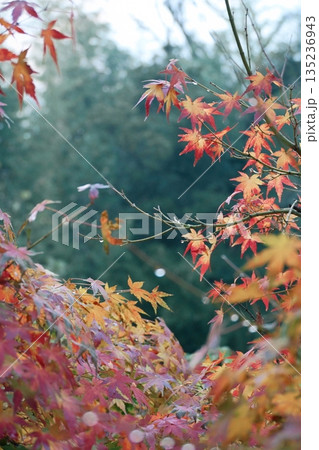 鮮やかに色付いた紅葉 鮮やかに色付いた紅葉 135236943