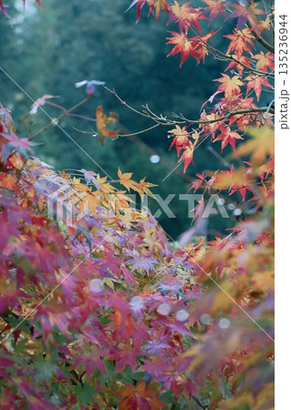 鮮やかに色付いた紅葉 135236944