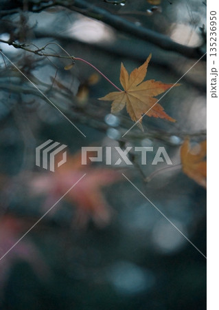 鮮やかに色付いた紅葉 鮮やかに色付いた紅葉 135236950