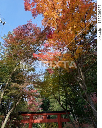 朝日を受ける鳥居ともみじ 朝日を受ける鳥居ともみじ 135236971