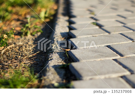 grey stone pavement with weeds texture. Close-up shot of a grey cobblestone or paving tile path bordering a patch of dry earth and green grass. The Traditional Pavement Texture grey stone pavement with weeds texture. Close-up shot of a grey cobblestone or paving tile path bordering a patch of dry earth and green grass. The Traditional Pavement Texture 135237008