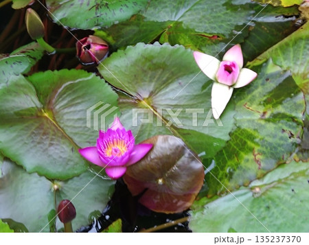 冬の蓮の花② 135237370