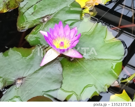 冬の蓮の花① 135237371