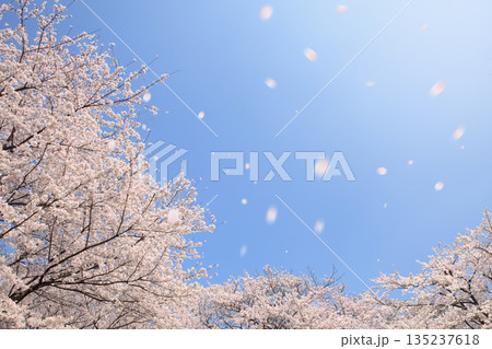 青空と満開の桜 春の風景 背景素材 青空と満開の桜 春の風景 背景素材 135237618