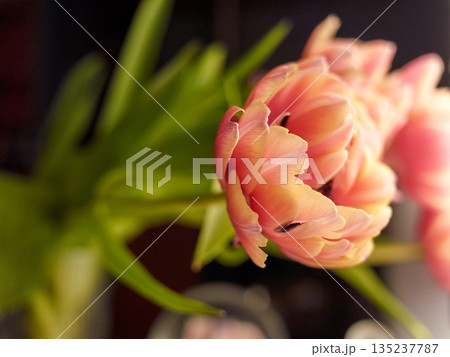 macro image of coralcolored tulip petal, detailed botanical photography of pink tulip petal in warm hues macro image of coralcolored tulip petal, detailed botanical photography of pink tulip petal in warm hues 135237787
