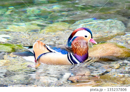 美しい羽色を持つオシドリ 135237806