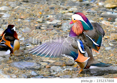 オシドリの羽ばたき 135237808