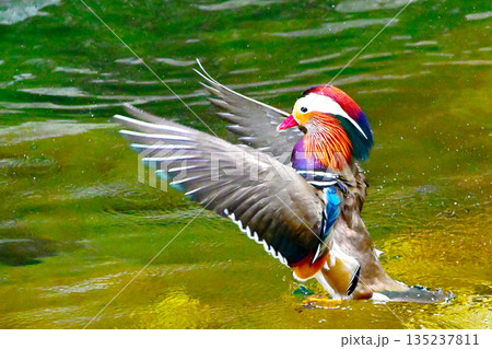 オシドリの羽ばたき 135237811