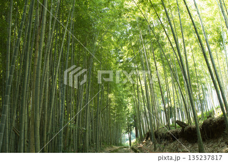 夏目漱石の作品「草枕」のモデルとなった、熊本市島崎から玉名郡天水町につながる当時の幹線道路 夏目漱石の作品「草枕」のモデルとなった、熊本市島崎から玉名郡天水町につながる当時の幹線道路 135237817