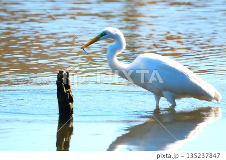 横浜の公園にいた野鳥達 135237847