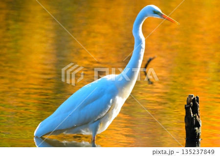 横浜の公園にいた野鳥達 135237849