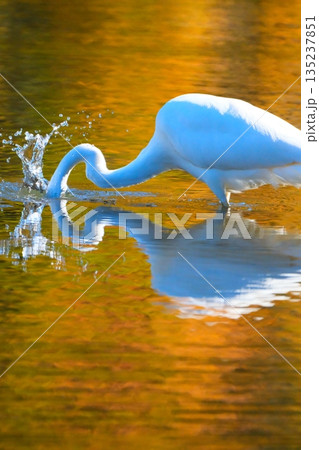 横浜の公園にいた野鳥達 横浜の公園にいた野鳥達 135237851