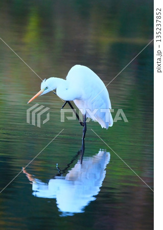 横浜の公園にいた野鳥達 横浜の公園にいた野鳥達 135237852