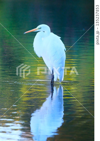 横浜の公園にいた野鳥達 135237853