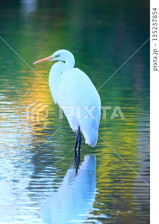 横浜の公園にいた野鳥達 135237854