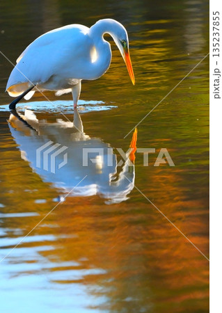 横浜の公園にいた野鳥達 135237855