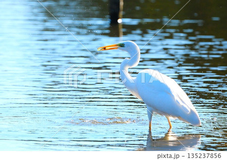 横浜の公園にいた野鳥達 135237856