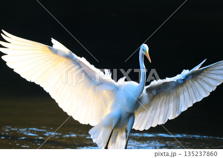 横浜の公園にいた野鳥達 横浜の公園にいた野鳥達 135237860