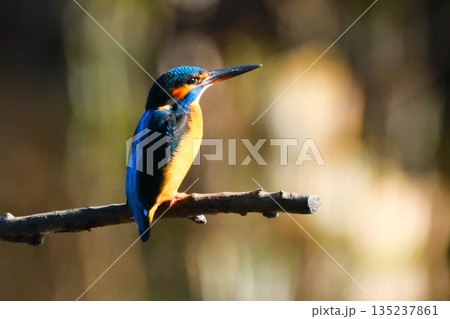 横浜の公園にいた野鳥達 135237861
