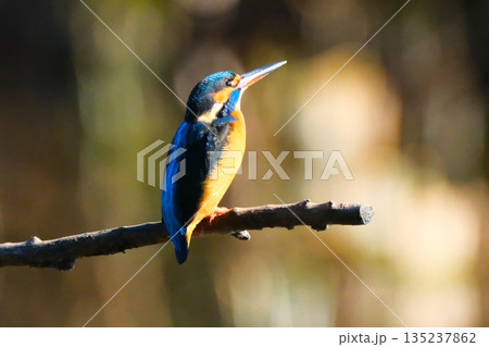 横浜の公園にいた野鳥達 135237862