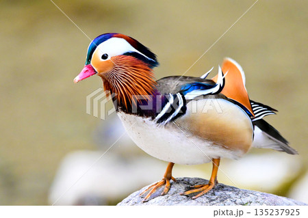 美しい羽色を持つオシドリ 135237925