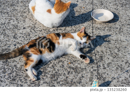 おもちゃが気になる猫 135238260