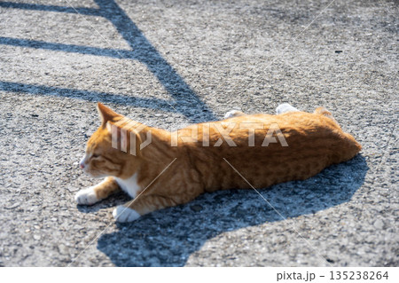 地面に寝そべる猫 135238264