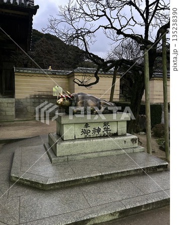 早朝の太宰府天満宮御神牛 早朝の太宰府天満宮御神牛 135238390