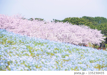 Pink sakura tree and Nemophila at Uminonakamichi Park, Fukuoka 135238435