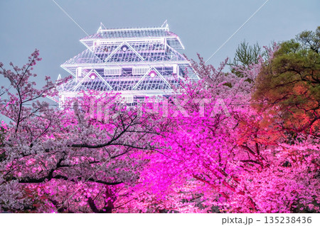 pink sakura blossom tunnel with Fukuoka Castle white light up pink sakura blossom tunnel with Fukuoka Castle white light up 135238436