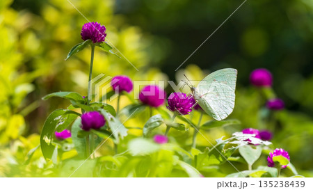 common emigrant lemon butterfly feed purple flower pollen in garden common emigrant lemon butterfly feed purple flower pollen in garden 135238439