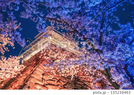 Sakura tunnel light up and Fukuoka Castle ruins, Japan Sakura tunnel light up and Fukuoka Castle ruins, Japan 135238463
