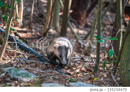 badger or meles anakuma at Mount Unzen onsen forest, Nagaski badger or meles anakuma at Mount Unzen onsen forest, Nagaski 135238470