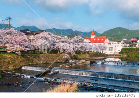 Siebold no Yu and sakura cherry tree by river in spring, Ureshino, Saga 135238475